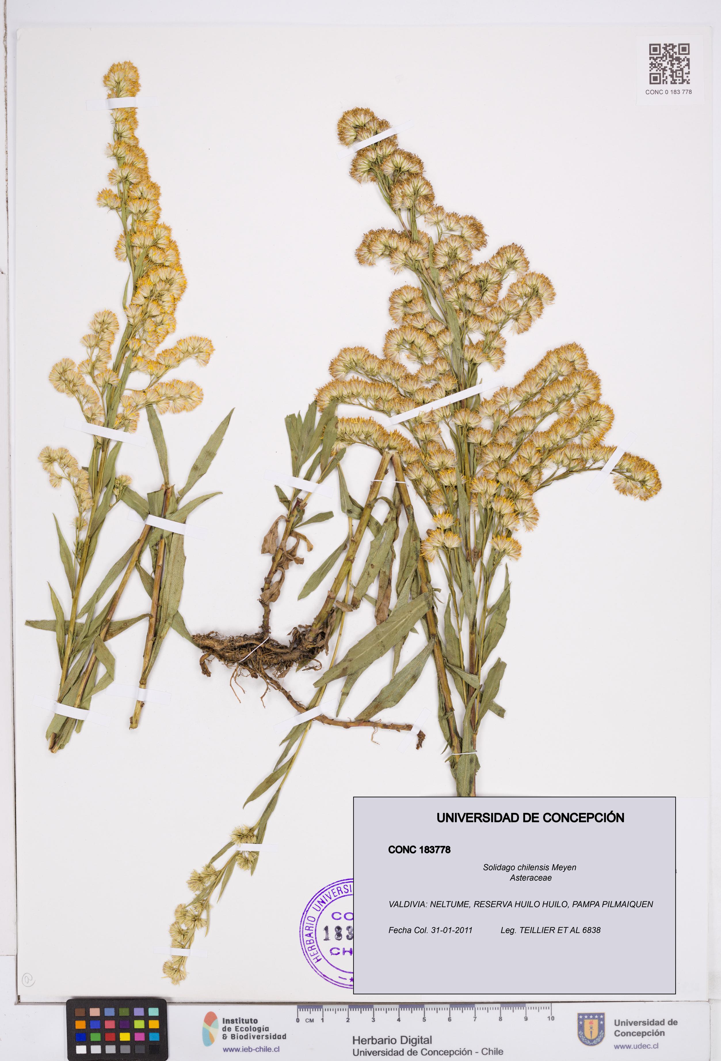Solidago chilensis [Espécimen: ]