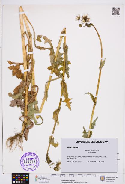 Sonchus asper [Espécimen: ]