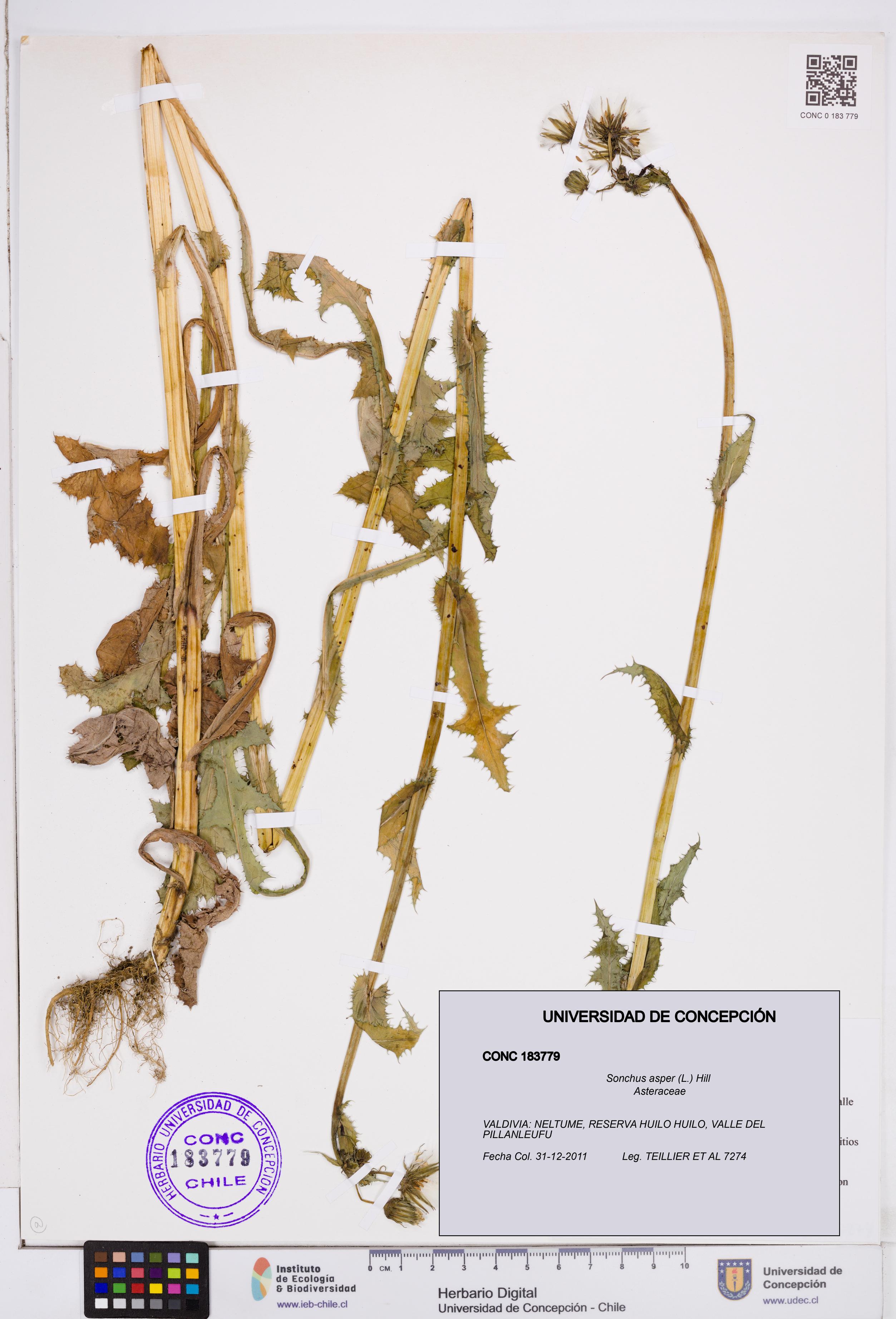 Sonchus asper [Espécimen: ]
