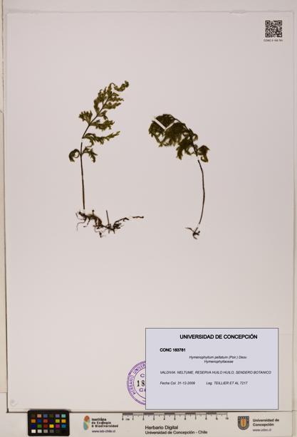 Hymenophyllum peltatum [Espécimen: ]