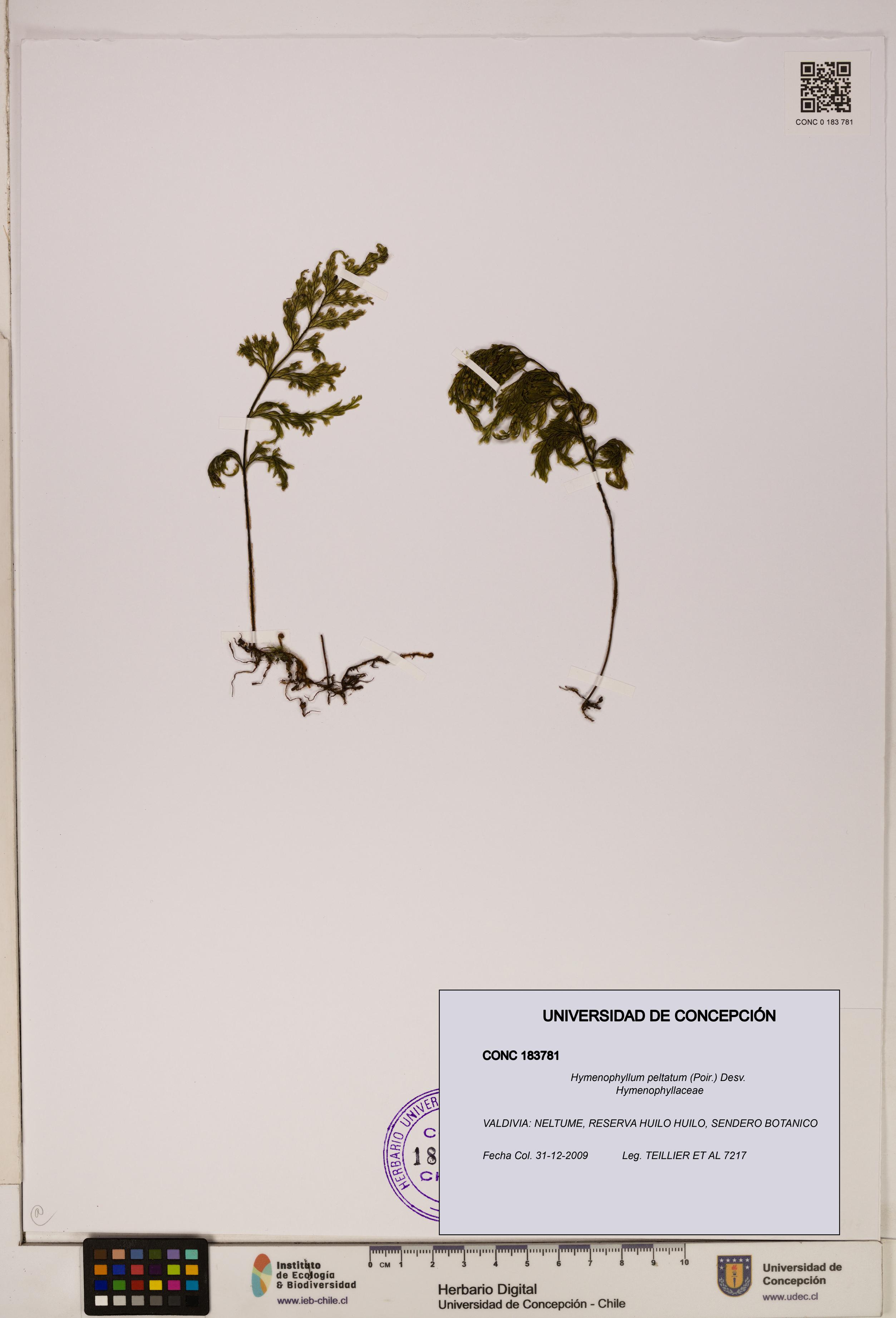 Hymenophyllum peltatum [Espécimen: ]