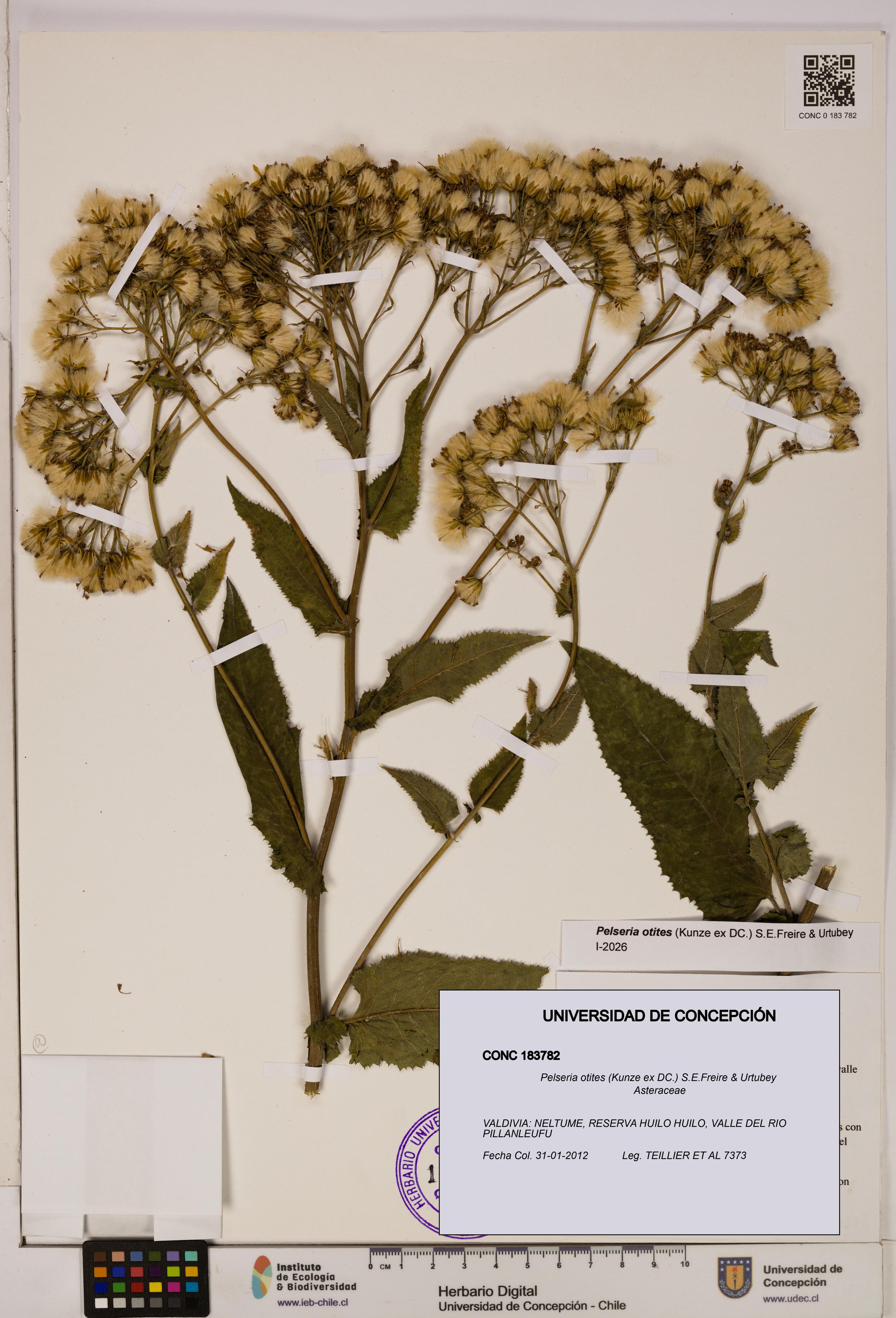 Pelseria otites [Espécimen: ]