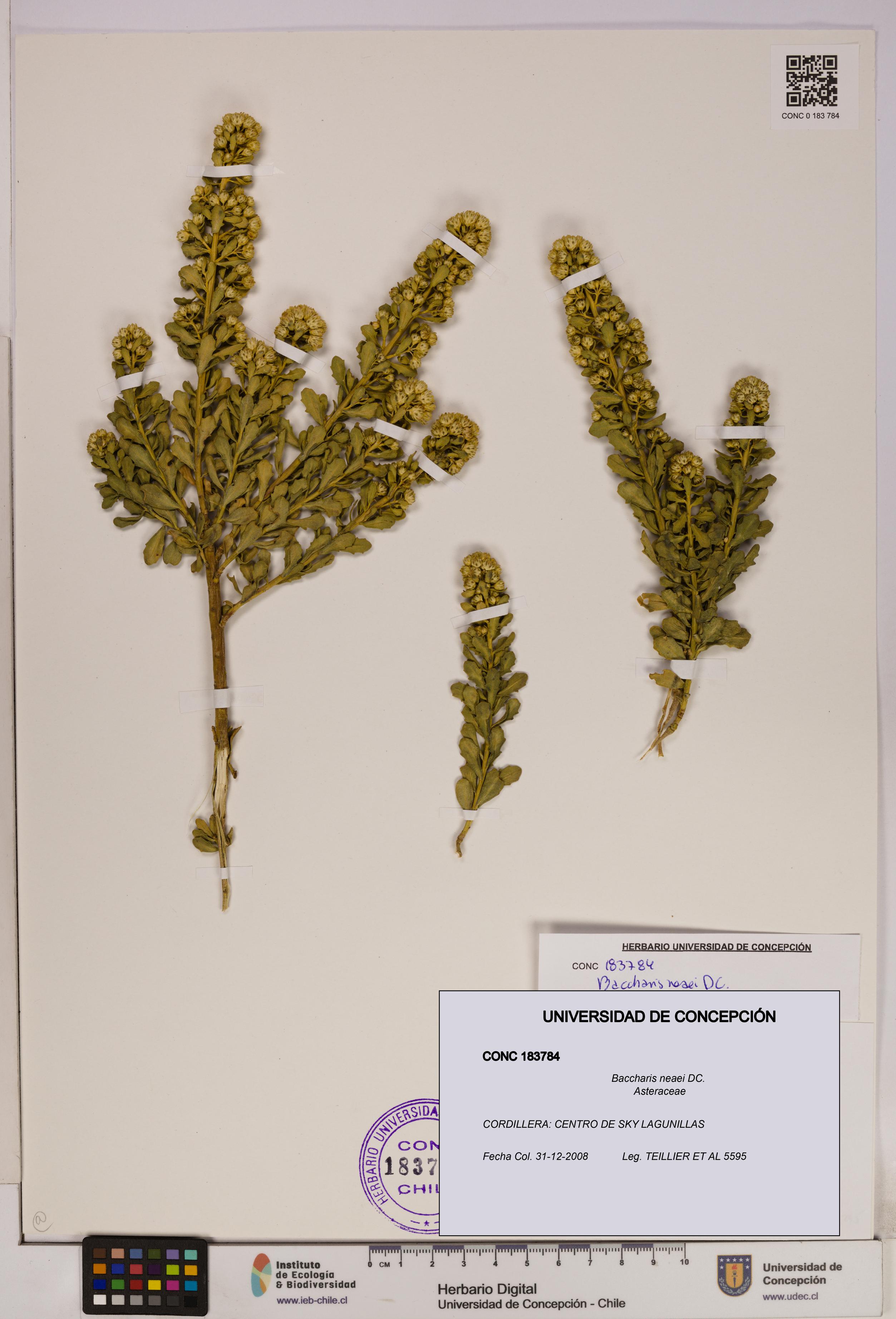 Baccharis neaei [Espécimen: UDEC:CONC:0183784]