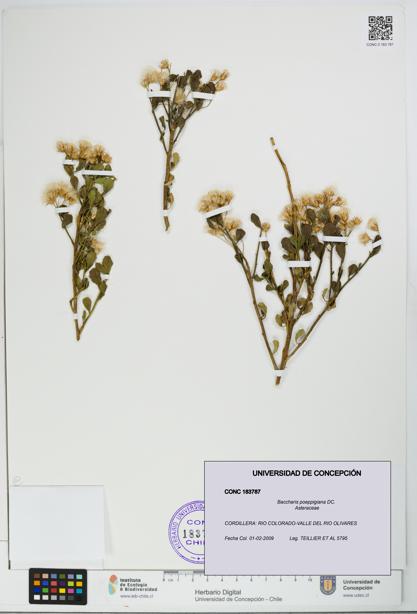 Baccharis poeppigiana [Espécimen: UDEC:CONC:0183787]