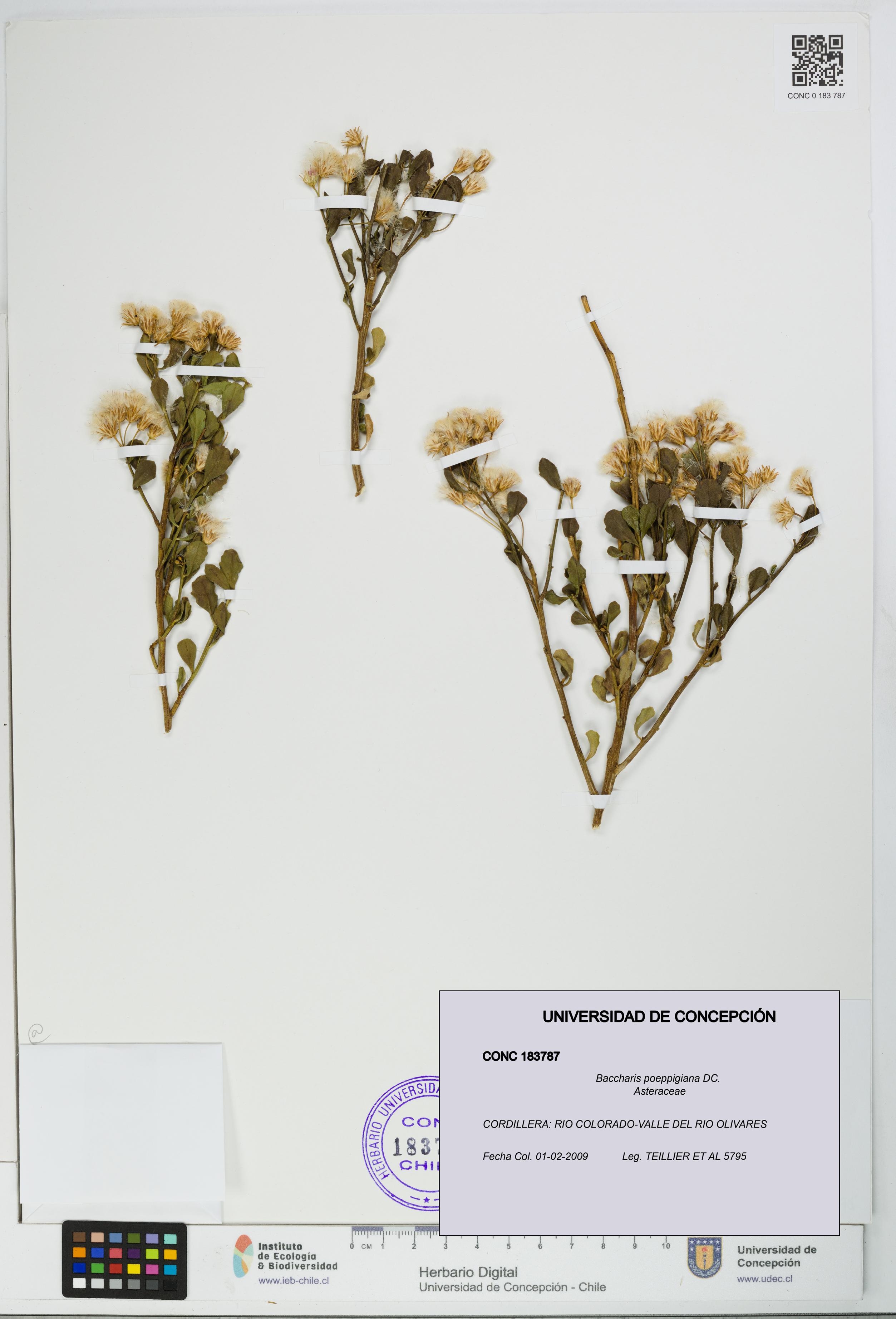 Baccharis poeppigiana [Espécimen: UDEC:CONC:0183787]
