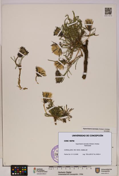 Hypochaeris laciniata [Espécimen: UDEC:CONC:0183794]