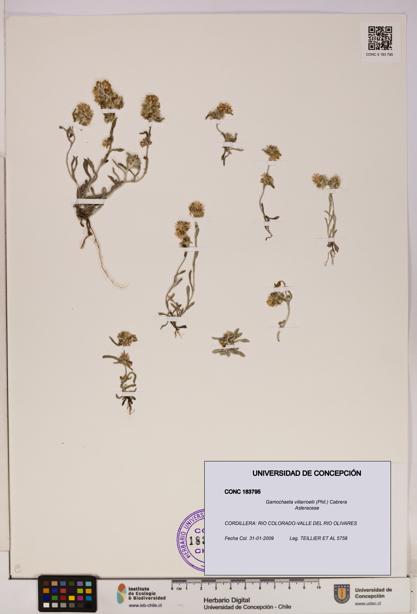 Gamochaeta villarroelii [Espécimen: UDEC:CONC:0183795]