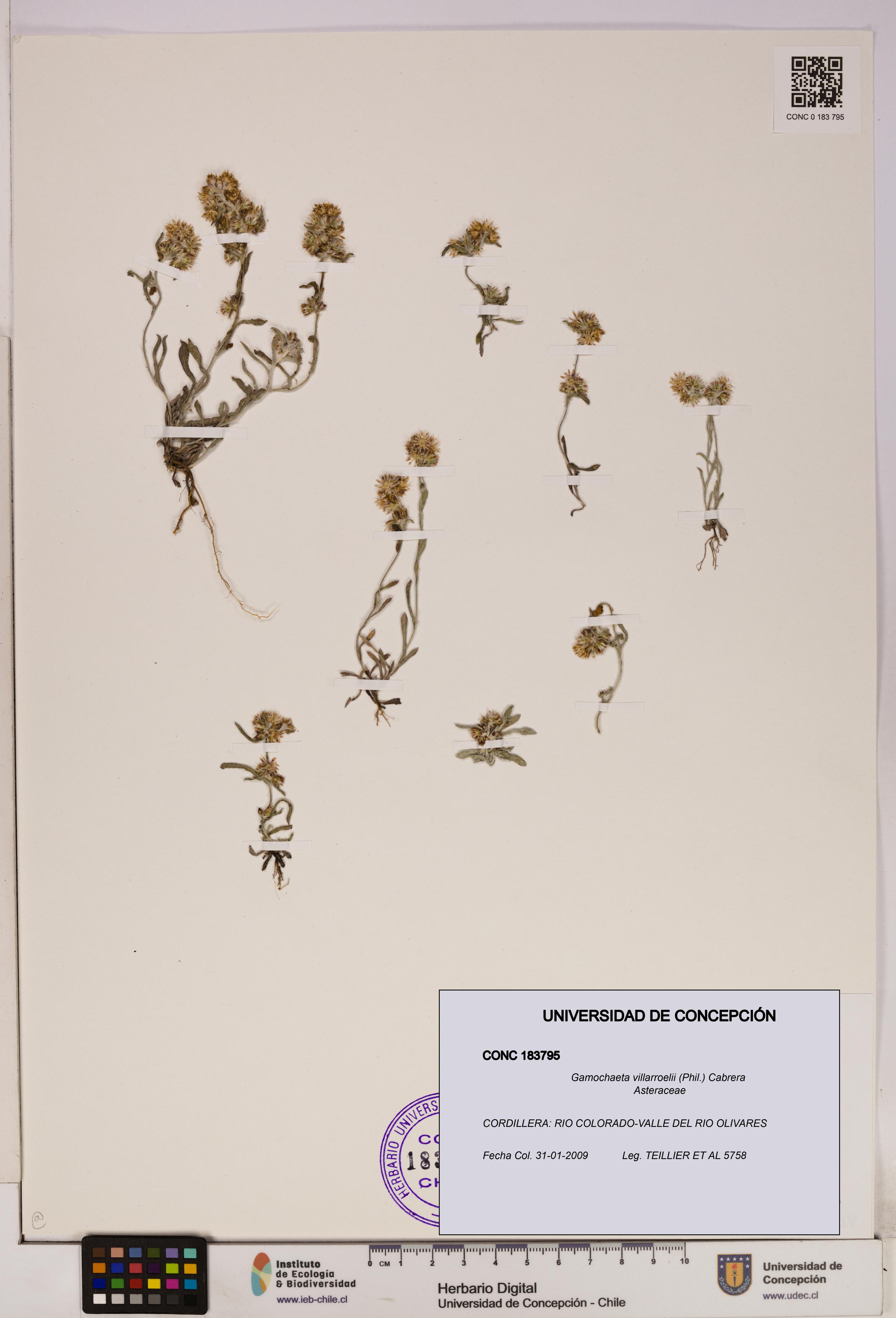 Gamochaeta villarroelii [Espécimen: UDEC:CONC:0183795]