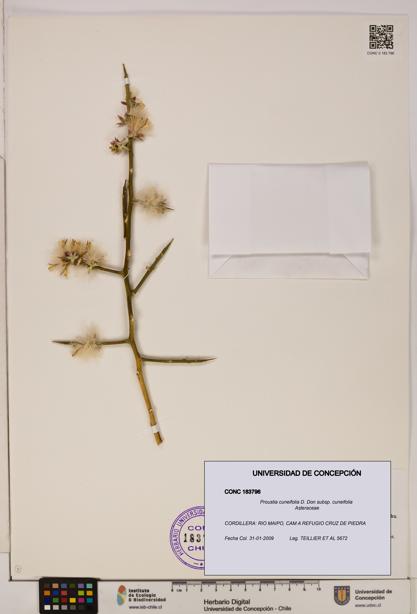 Proustia cuneifolia subsp. cuneifolia [Espécimen: UDEC:CONC:0183796]
