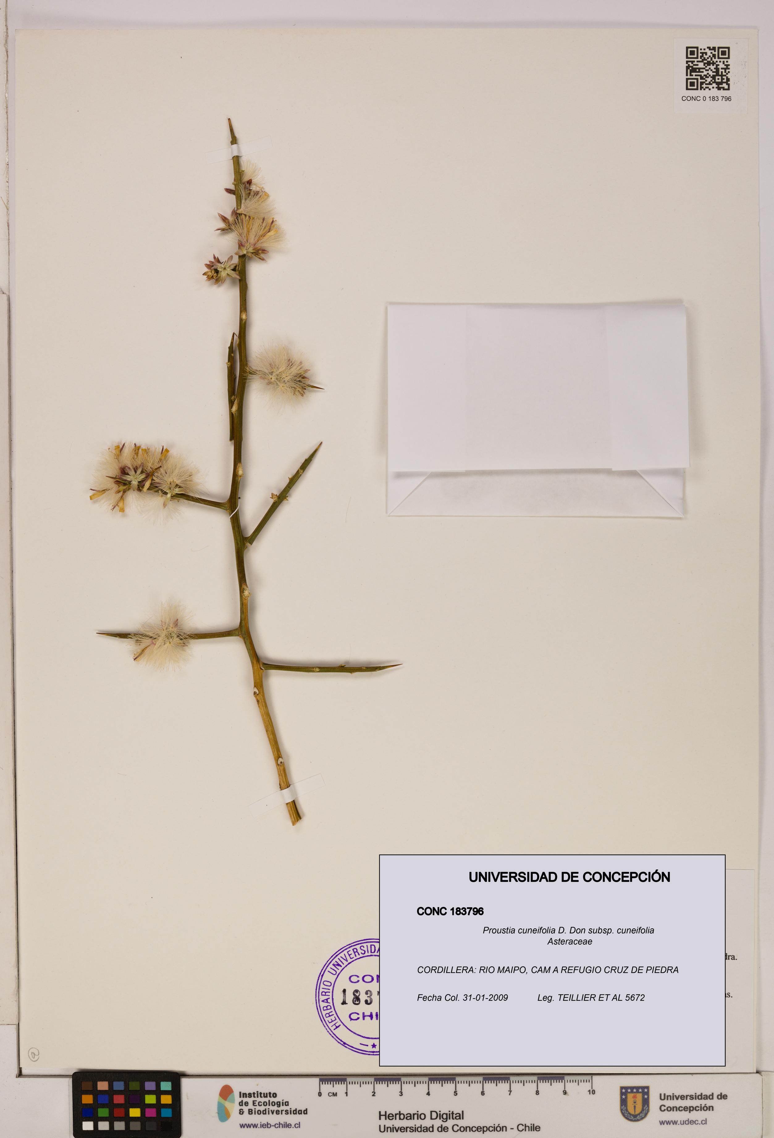 Proustia cuneifolia subsp. cuneifolia [Espécimen: UDEC:CONC:0183796]