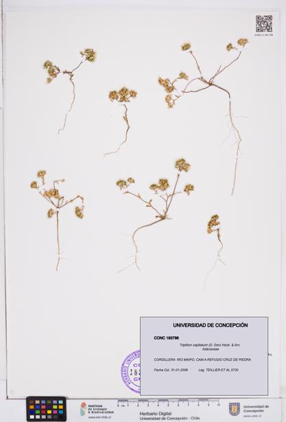 Triptilion capillatum [Espécimen: ]