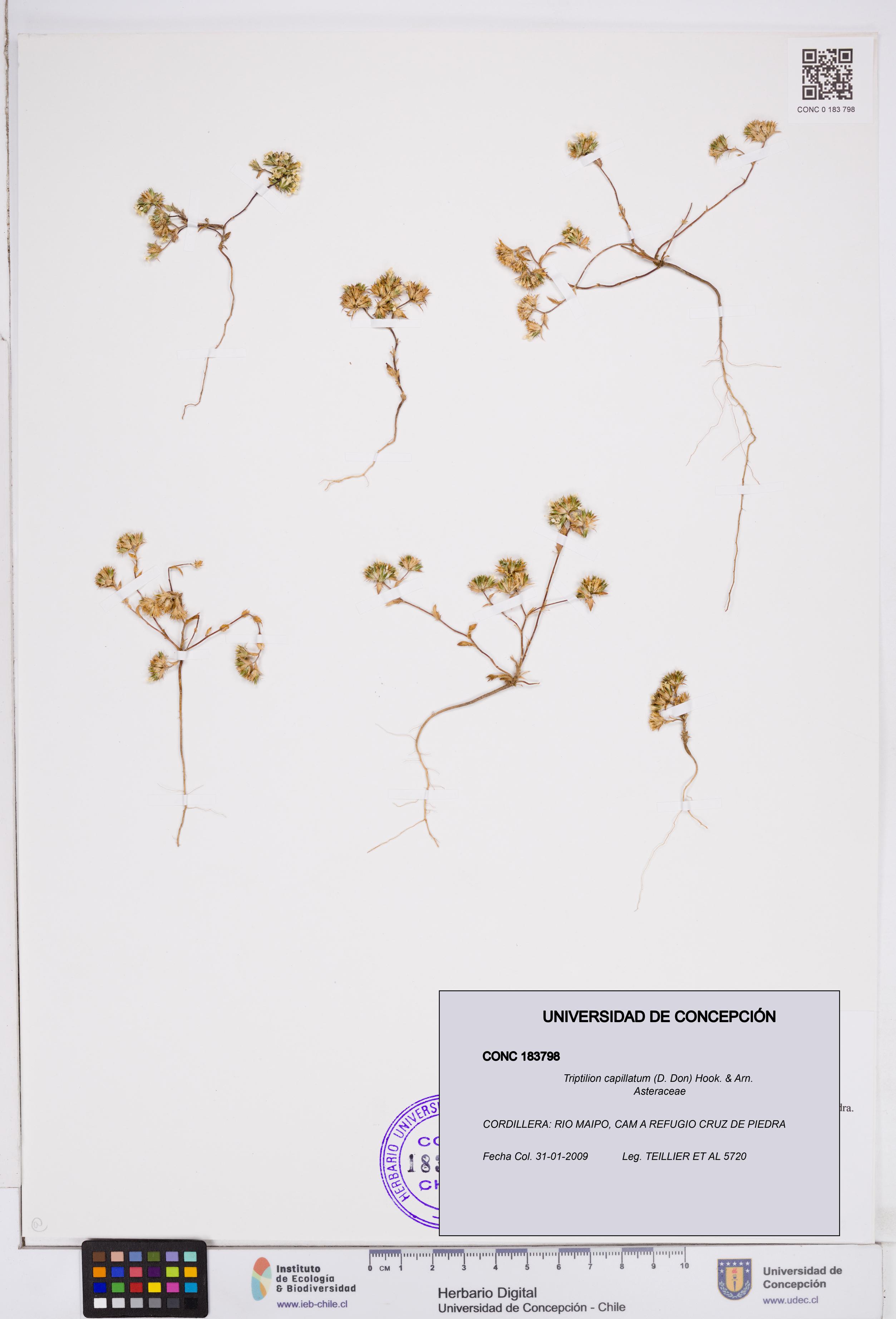 Triptilion capillatum [Espécimen: ]
