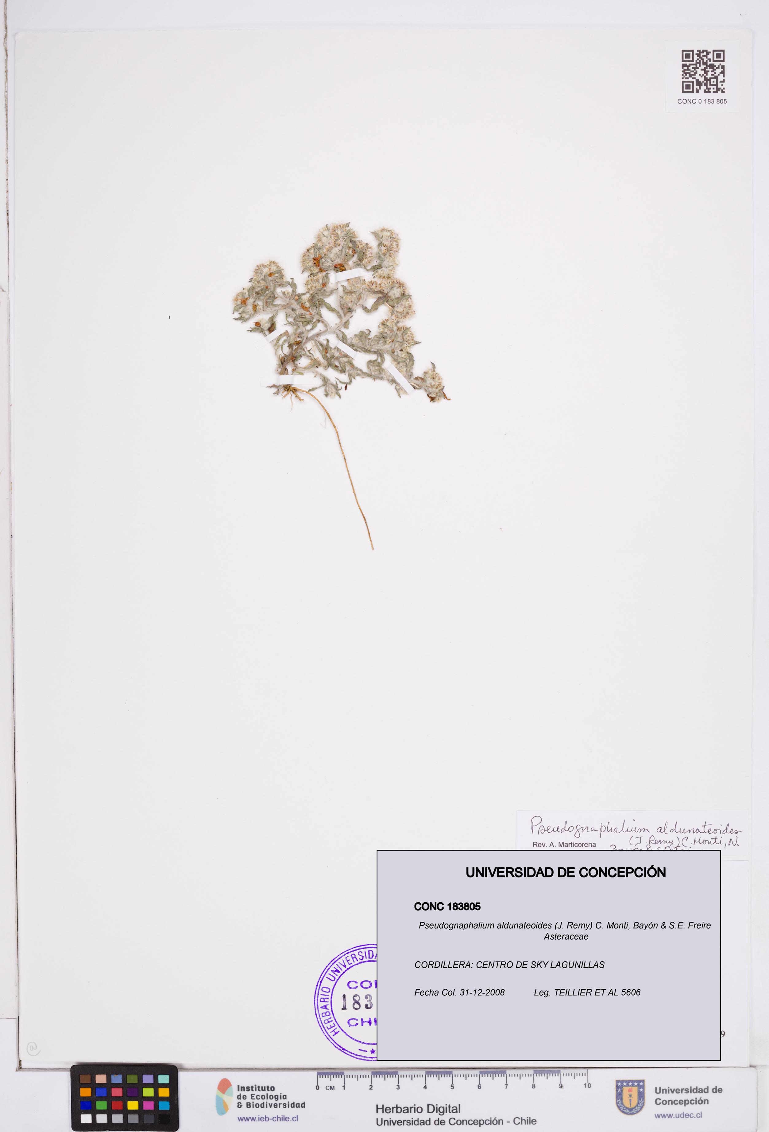 Pseudognaphalium aldunateoides [Espécimen: ]