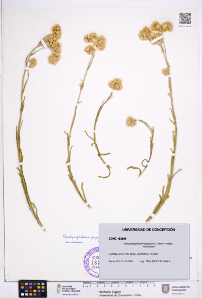 Pseudognaphalium gayanum [Espécimen: ]