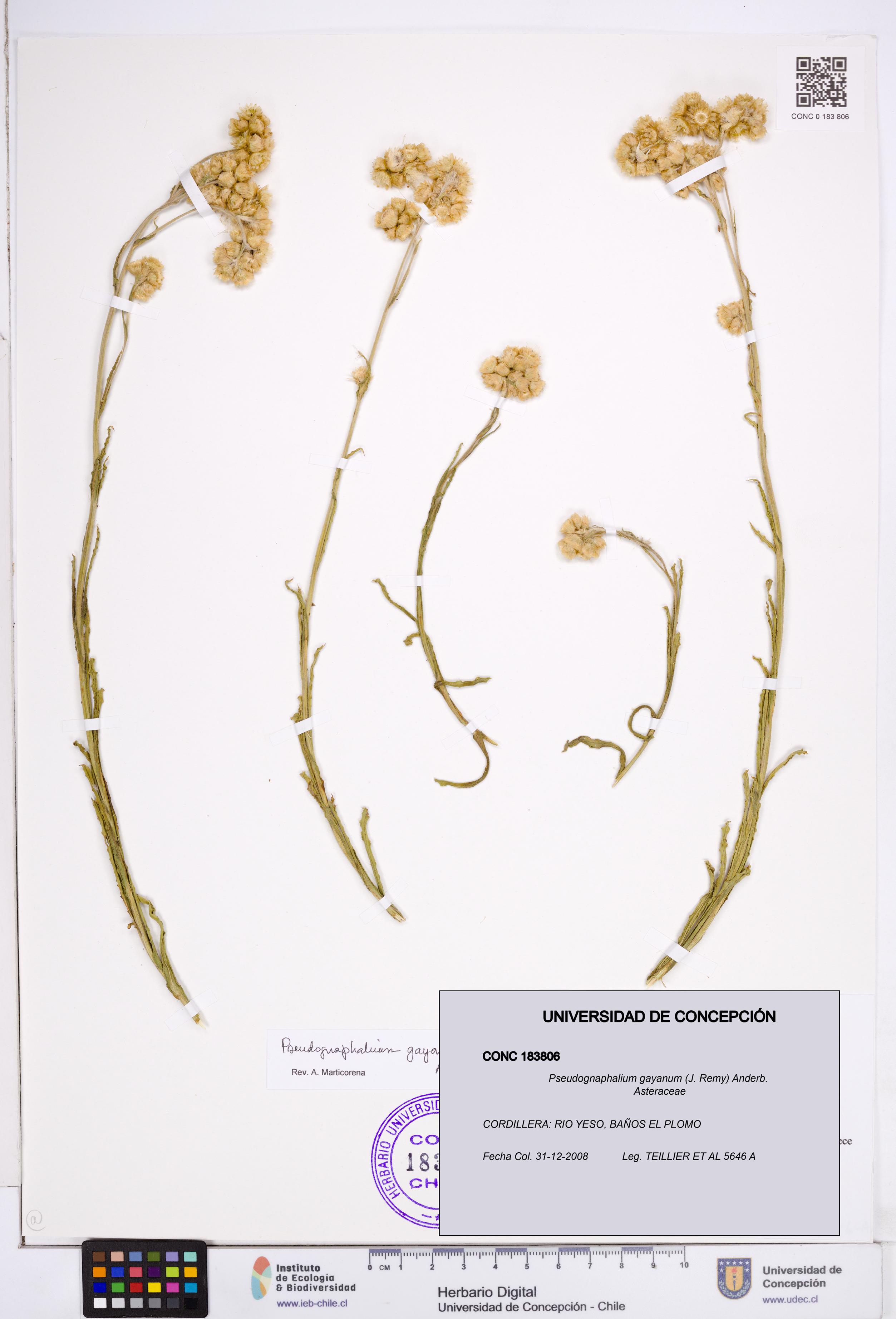 Pseudognaphalium gayanum [Espécimen: ]