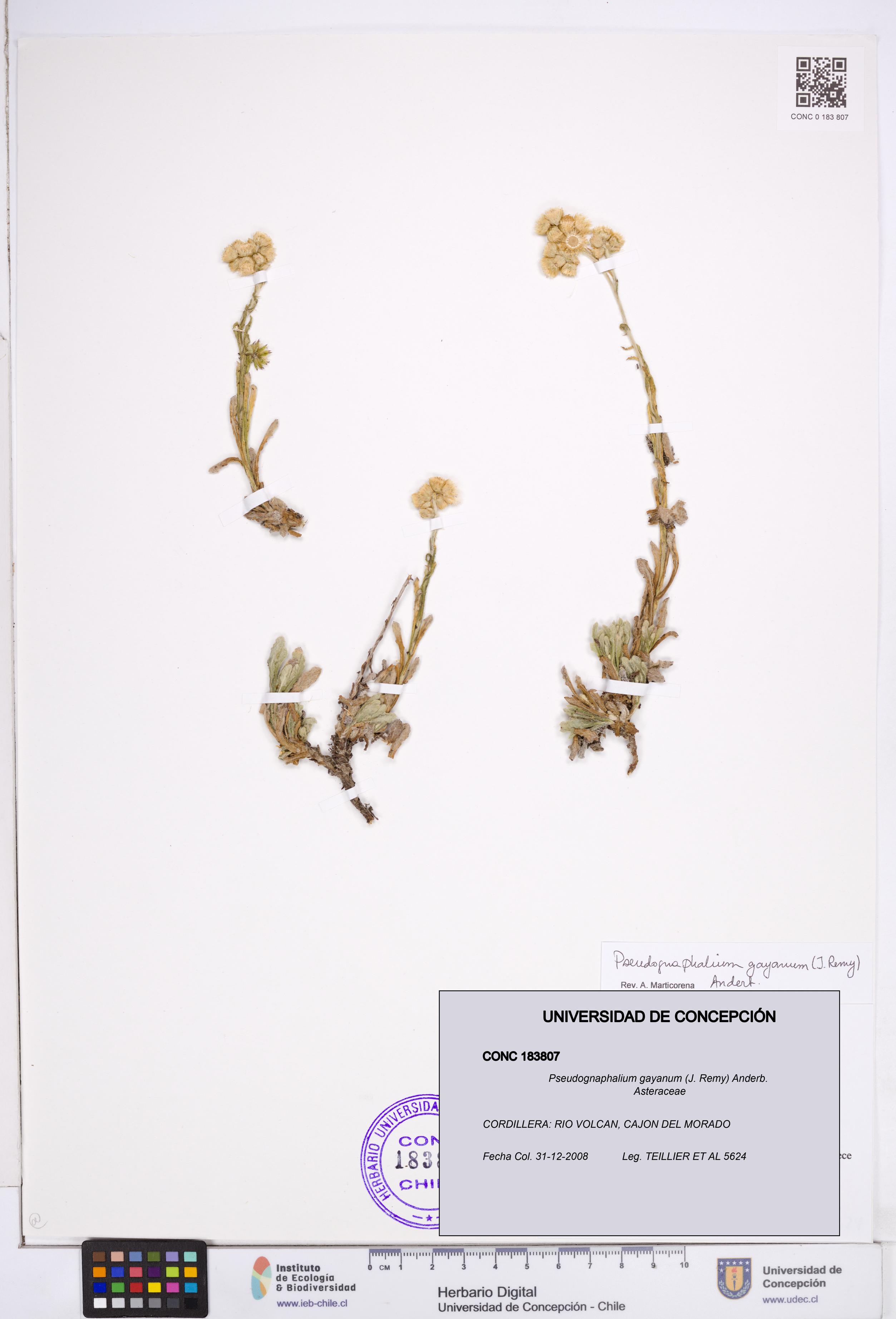 Pseudognaphalium gayanum [Espécimen: ]