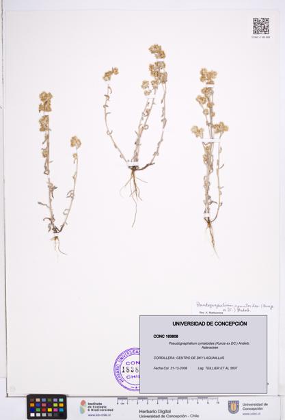 Pseudognaphalium cymatoides [Espécimen: ]