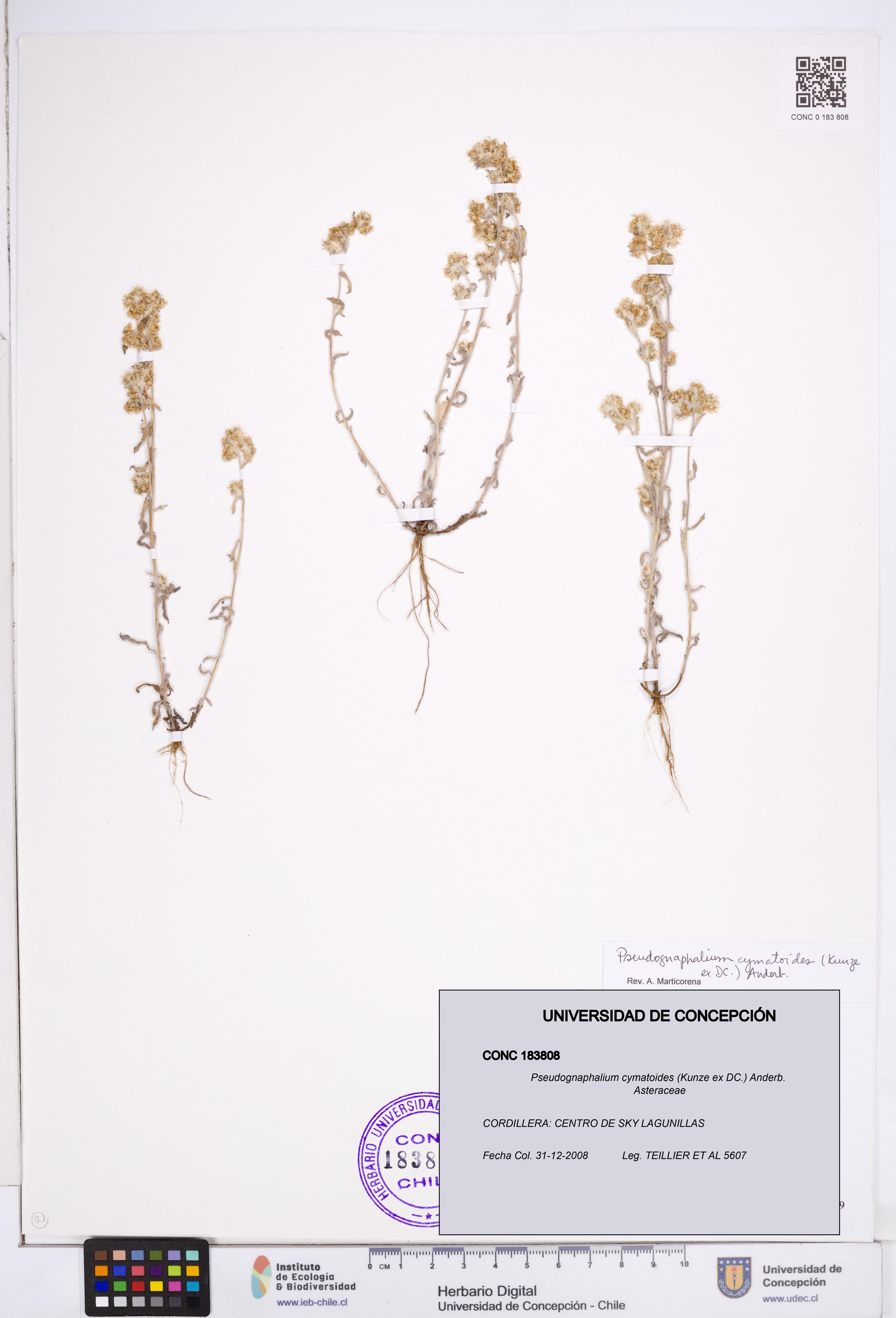 Pseudognaphalium cymatoides [Espécimen: ]