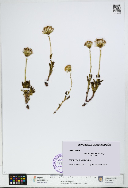 Senecio clarioneifolius [Espécimen: UDEC:CONC:0183815]