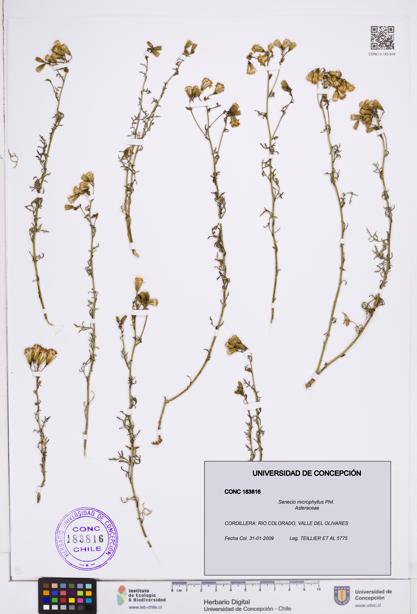 Senecio microphyllus [Espécimen: ]