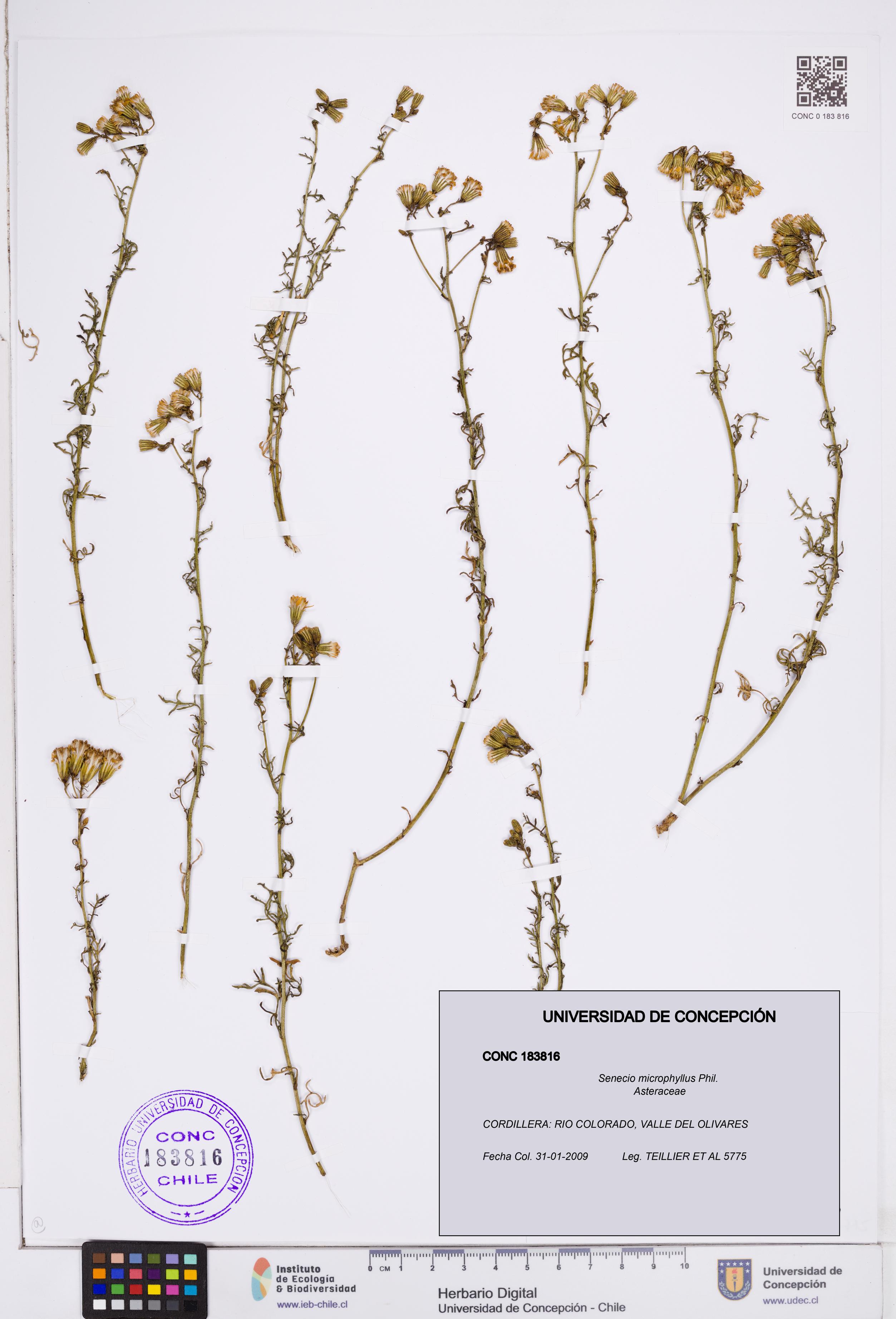 Senecio microphyllus [Espécimen: ]