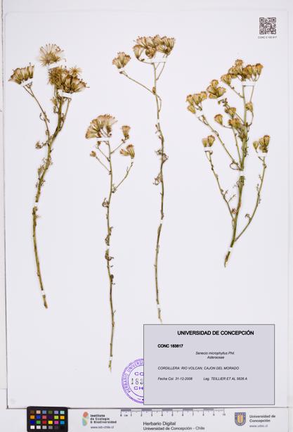 Senecio microphyllus [Espécimen: ]