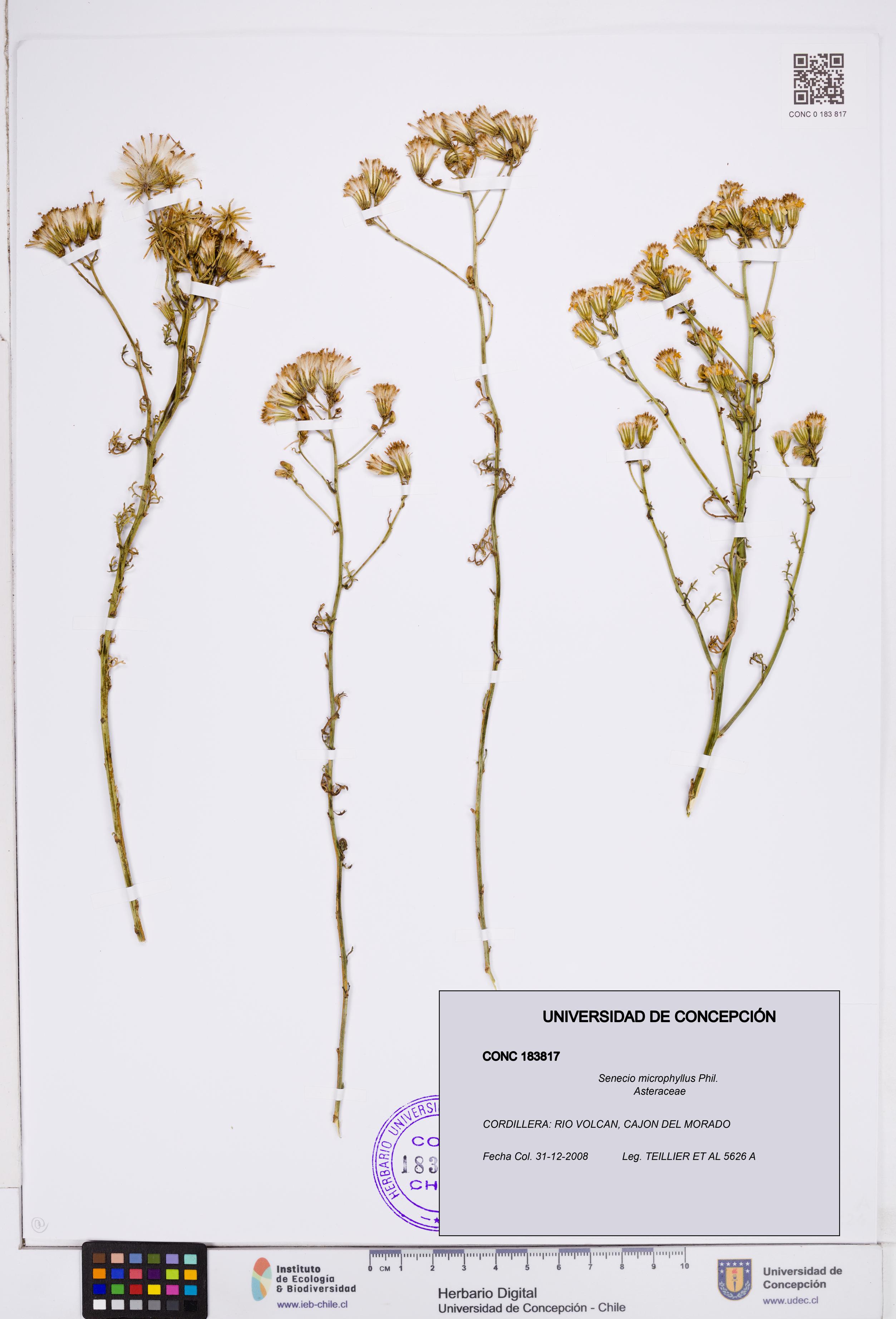Senecio microphyllus [Espécimen: ]