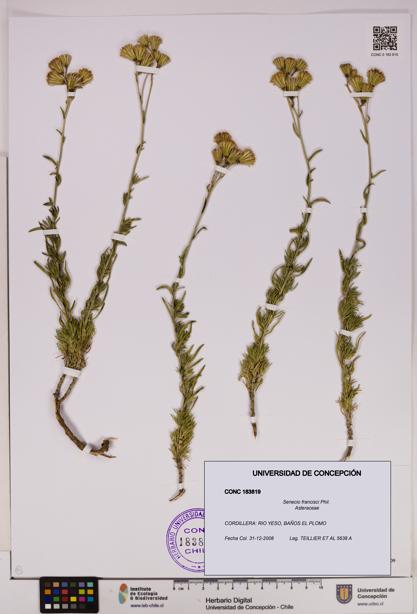 Senecio francisci [Espécimen: UDEC:CONC:0183819]