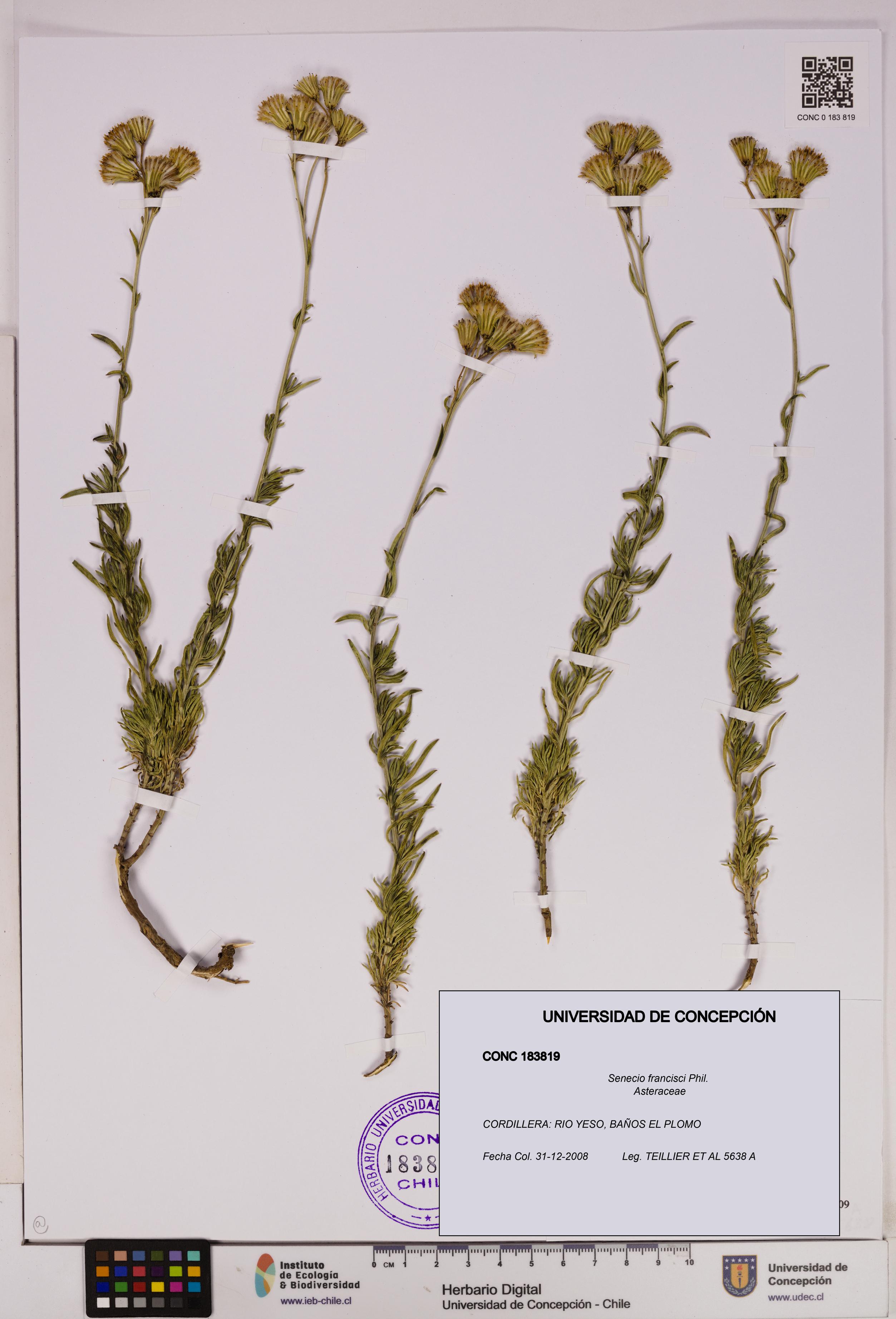 Senecio francisci [Espécimen: UDEC:CONC:0183819]