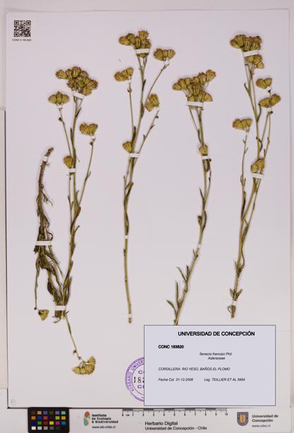 Senecio francisci [Espécimen: UDEC:CONC:0183820]