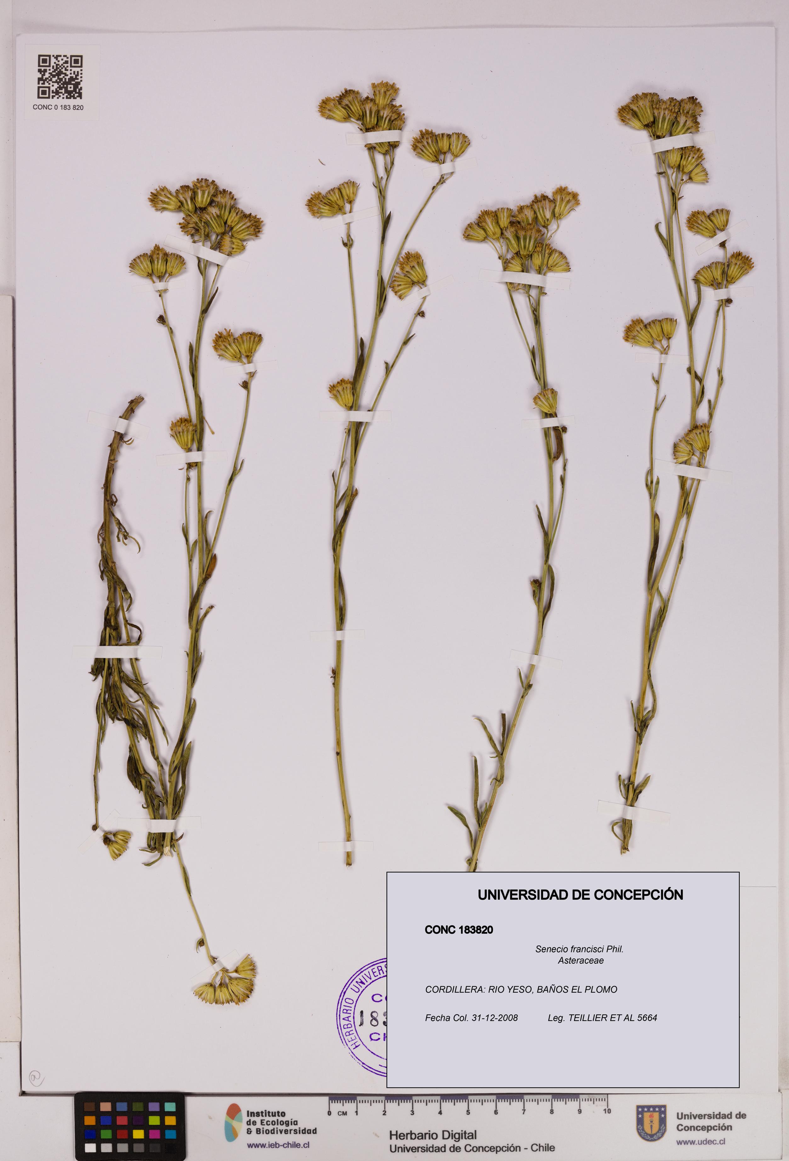 Senecio francisci [Espécimen: UDEC:CONC:0183820]