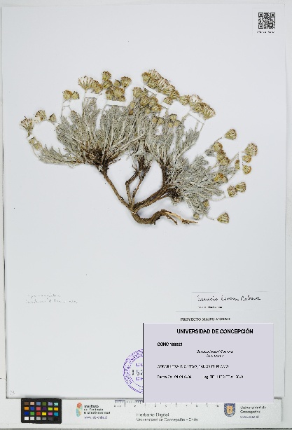 Senecio looseri [Espécimen: UDEC:CONC:0183821]
