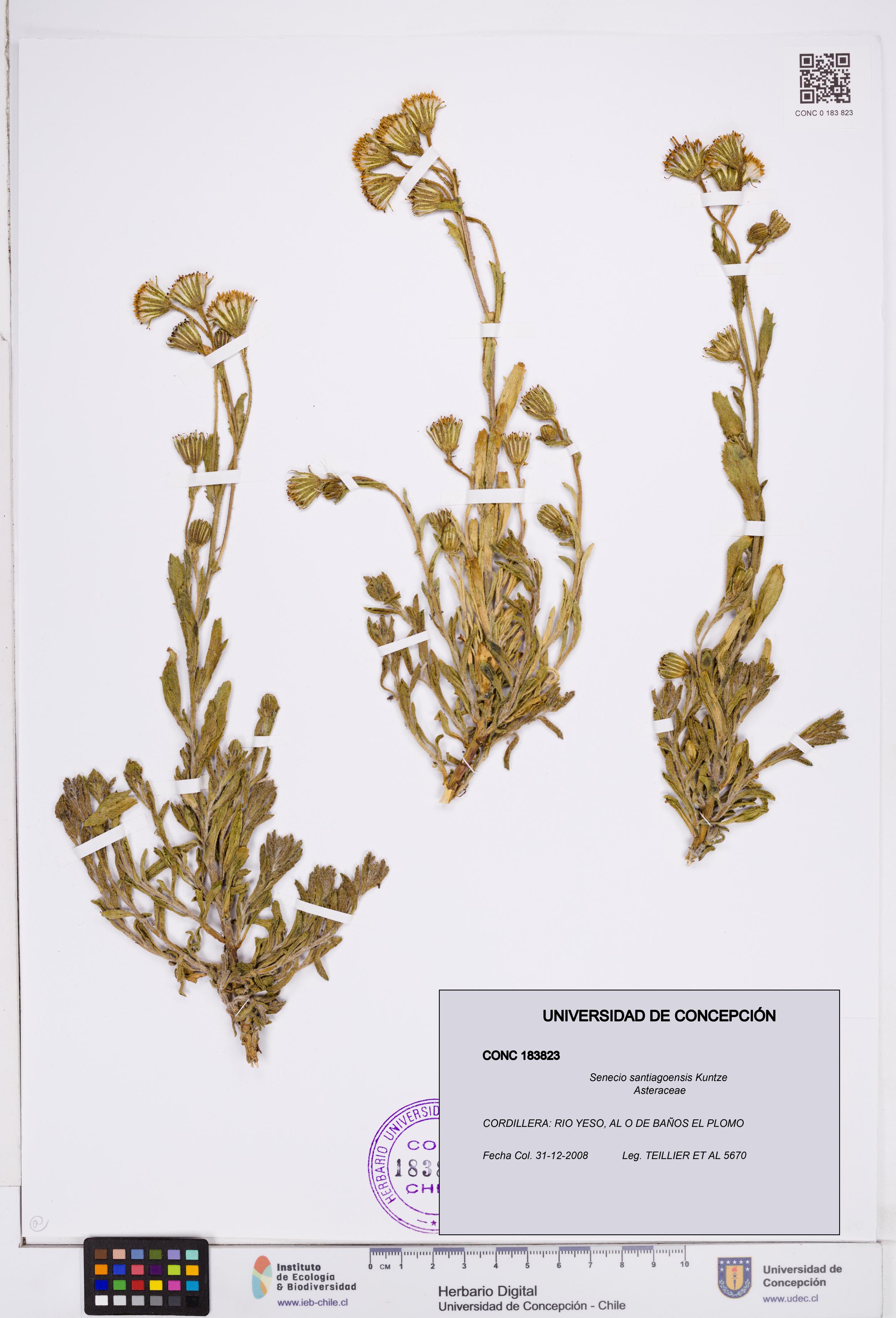 Senecio santiagoensis [Espécimen: ]