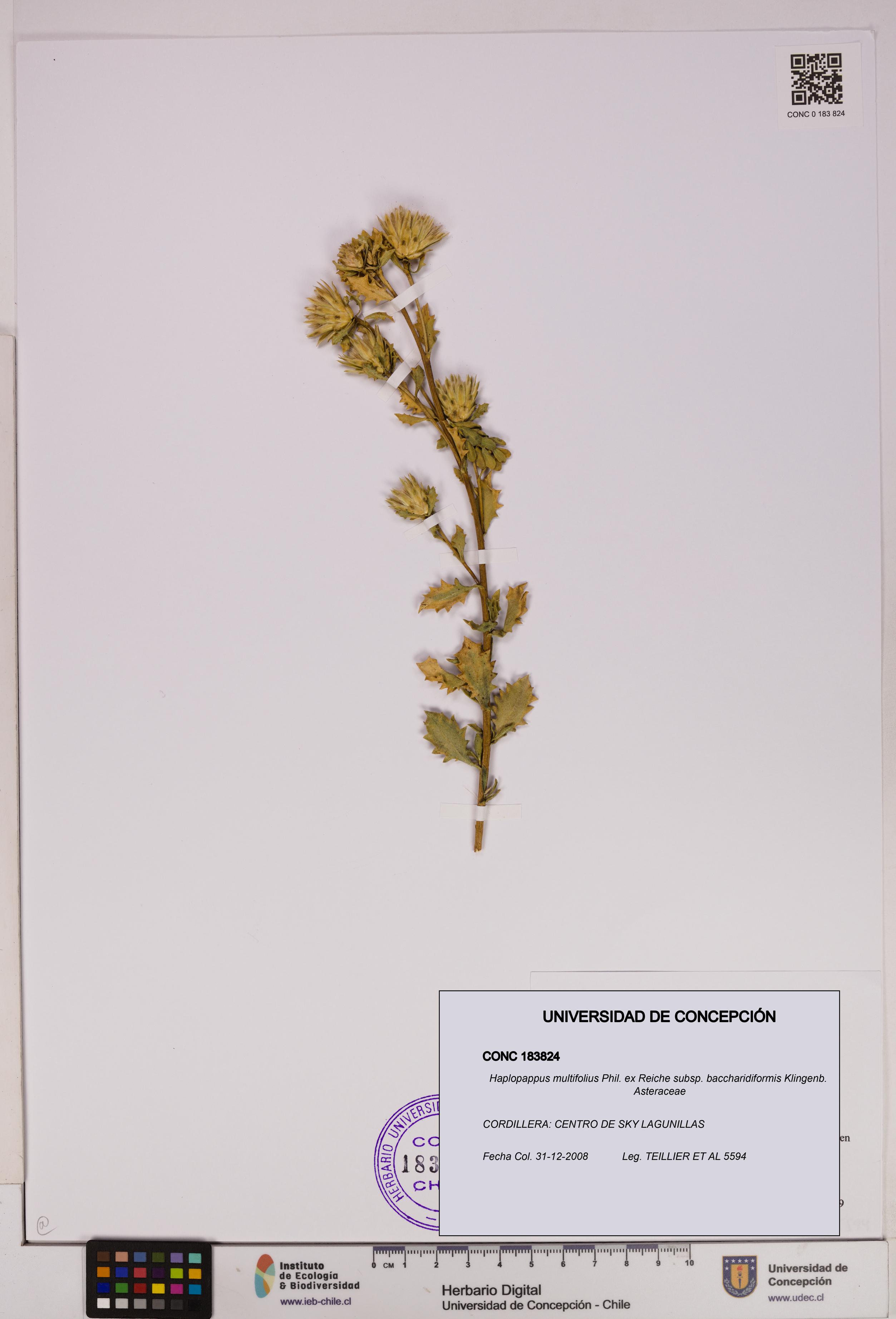 Haplopappus multifolius subsp. baccharidiformis [Espécimen: UDEC:CONC:0183824]