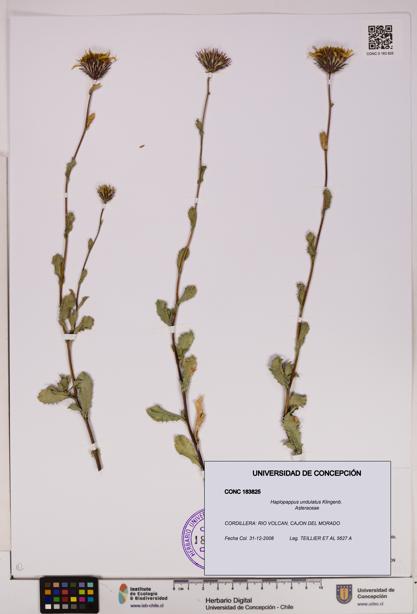 Haplopappus undulatus [Espécimen: UDEC:CONC:0183825]