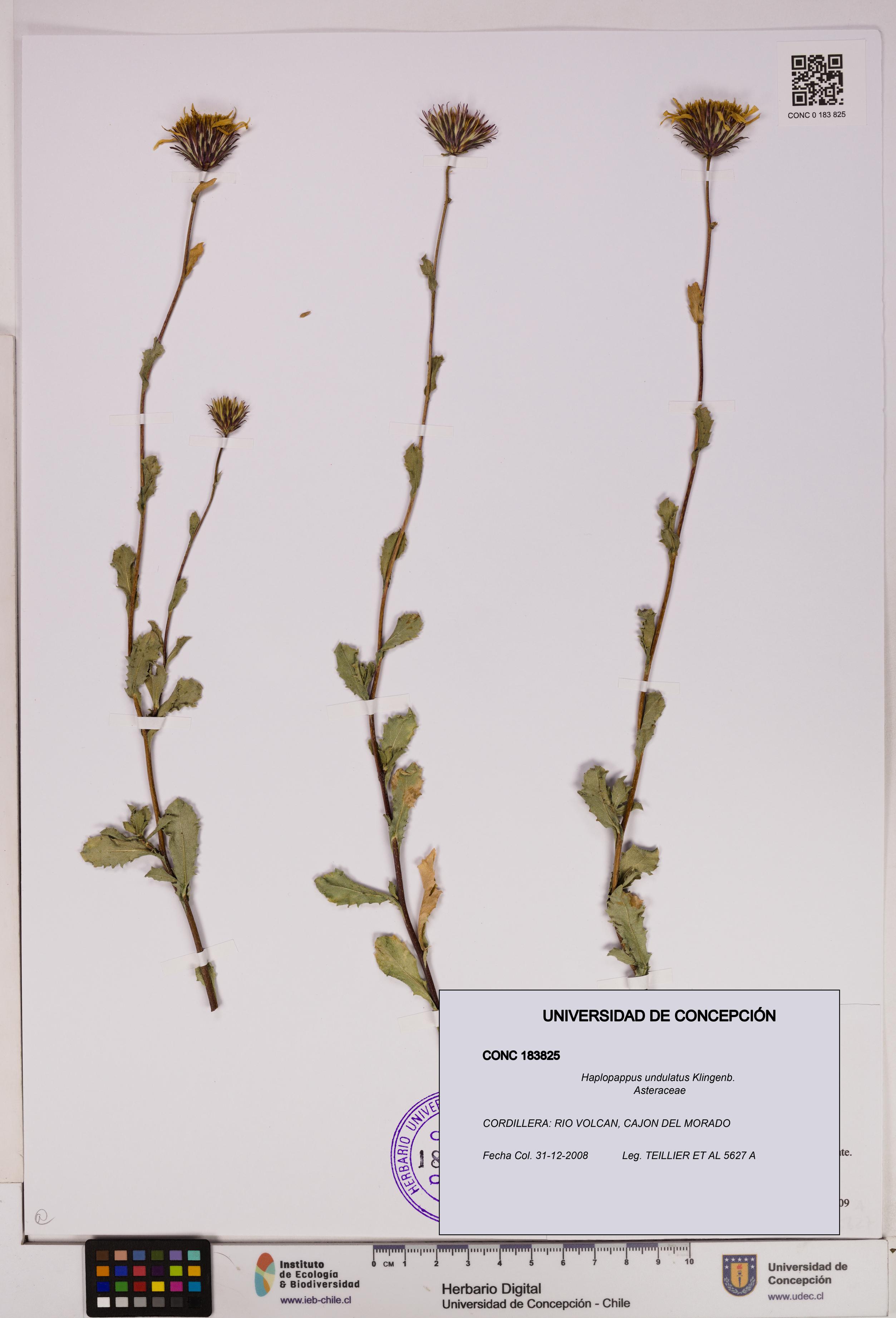Haplopappus undulatus [Espécimen: UDEC:CONC:0183825]