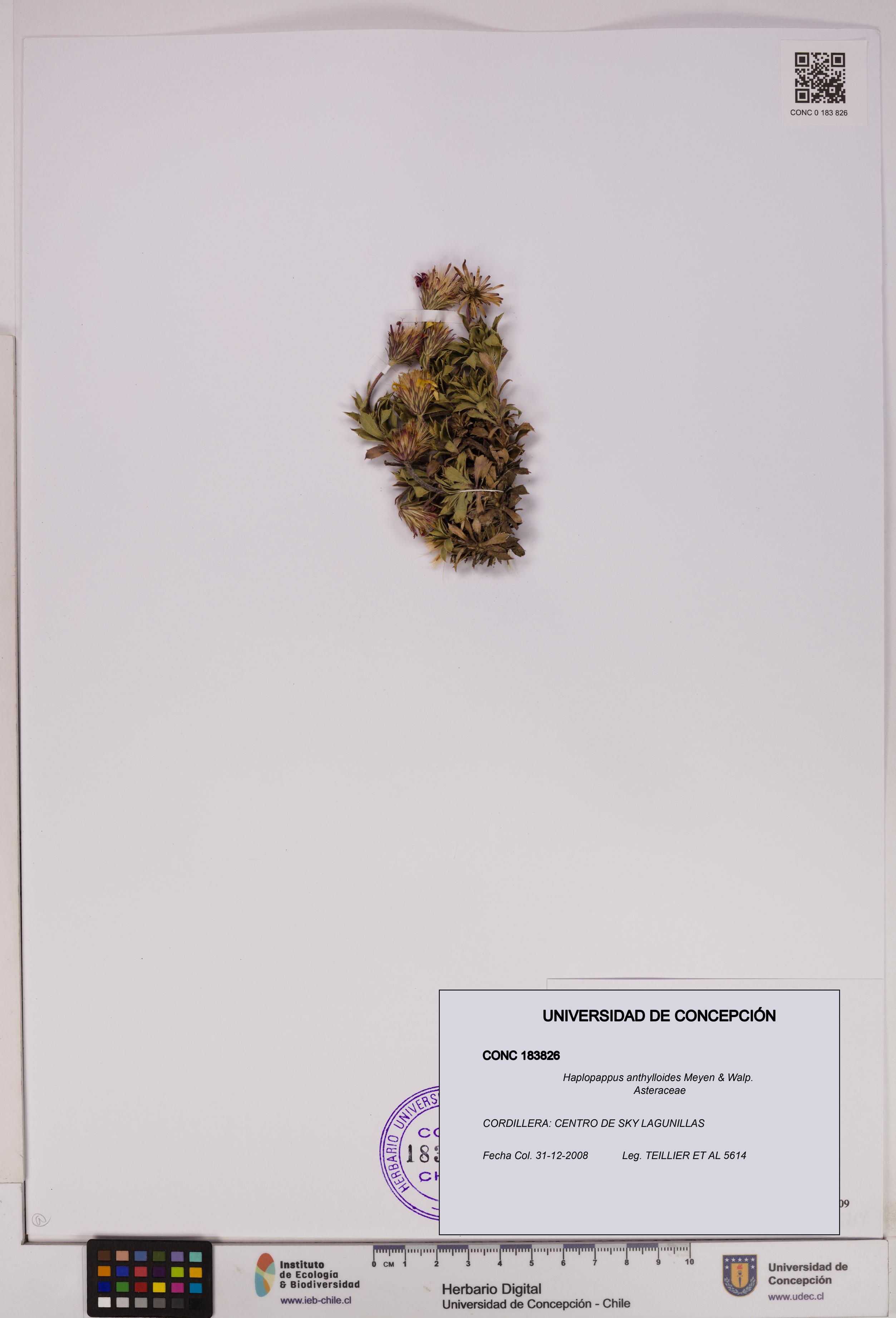 Haplopappus anthylloides [Espécimen: UDEC:CONC:0183826]
