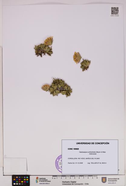 Haplopappus anthylloides [Espécimen: UDEC:CONC:0183828]