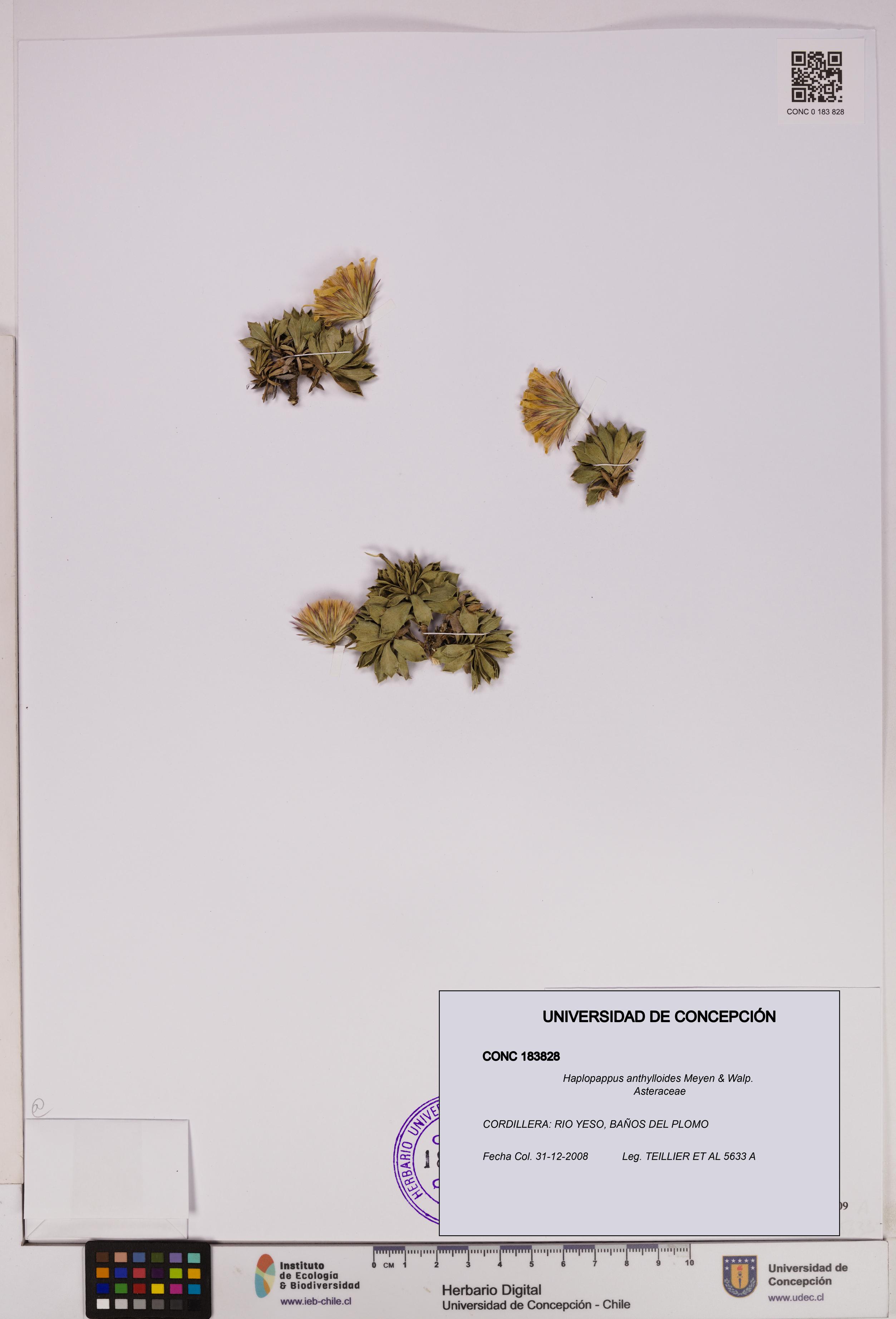 Haplopappus anthylloides [Espécimen: UDEC:CONC:0183828]