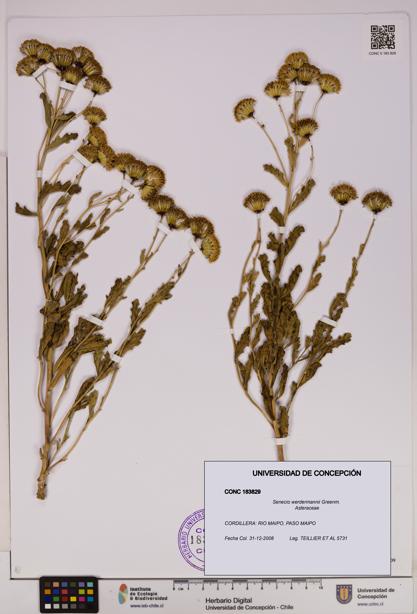Senecio werdermannii [Espécimen: UDEC:CONC:0183829]
