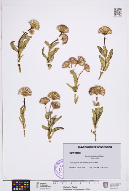 Senecio lithostaurus [Espécimen: ]
