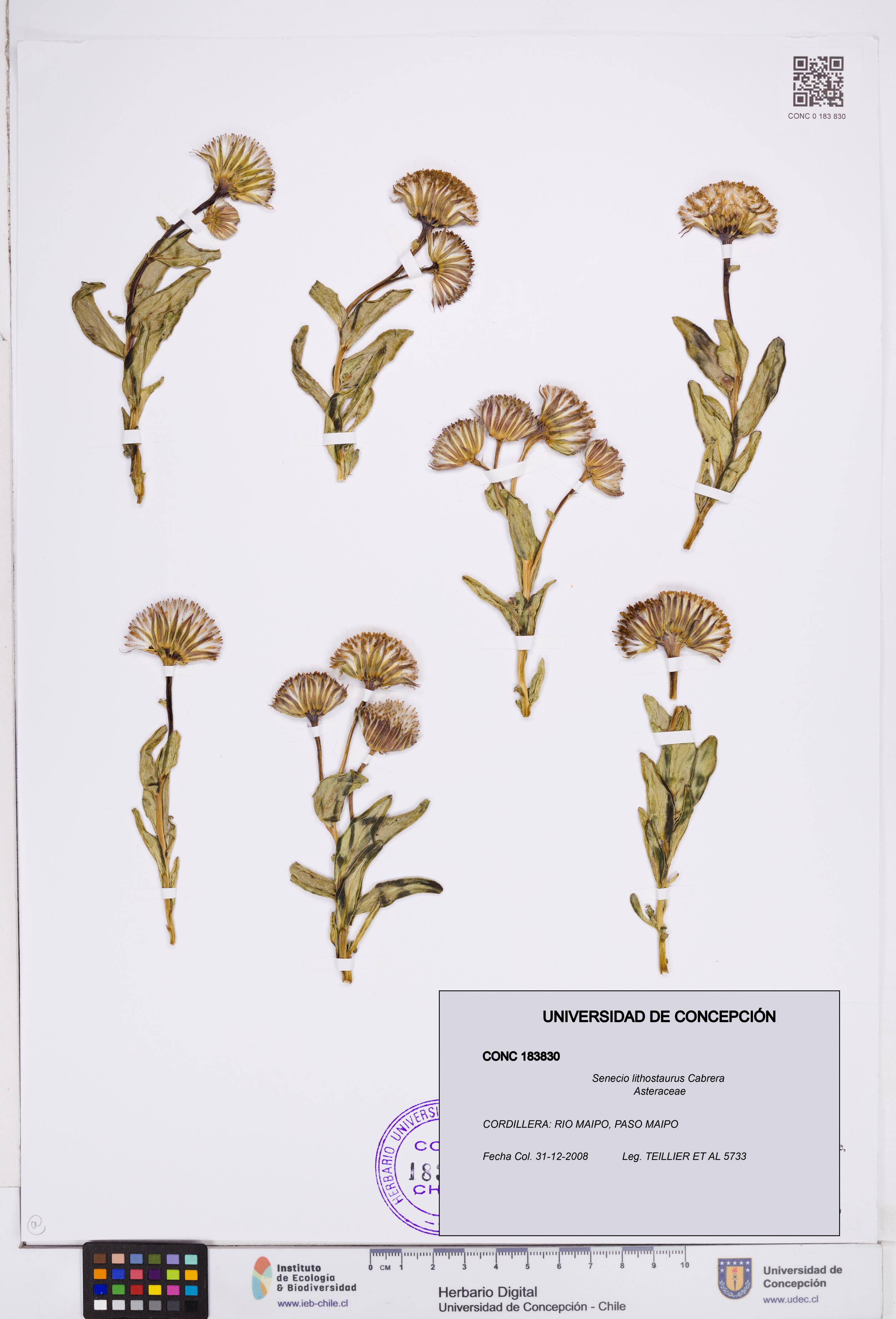 Senecio lithostaurus [Espécimen: ]