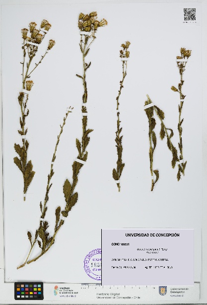 Senecio monttianus [Espécimen: UDEC:CONC:0183831]