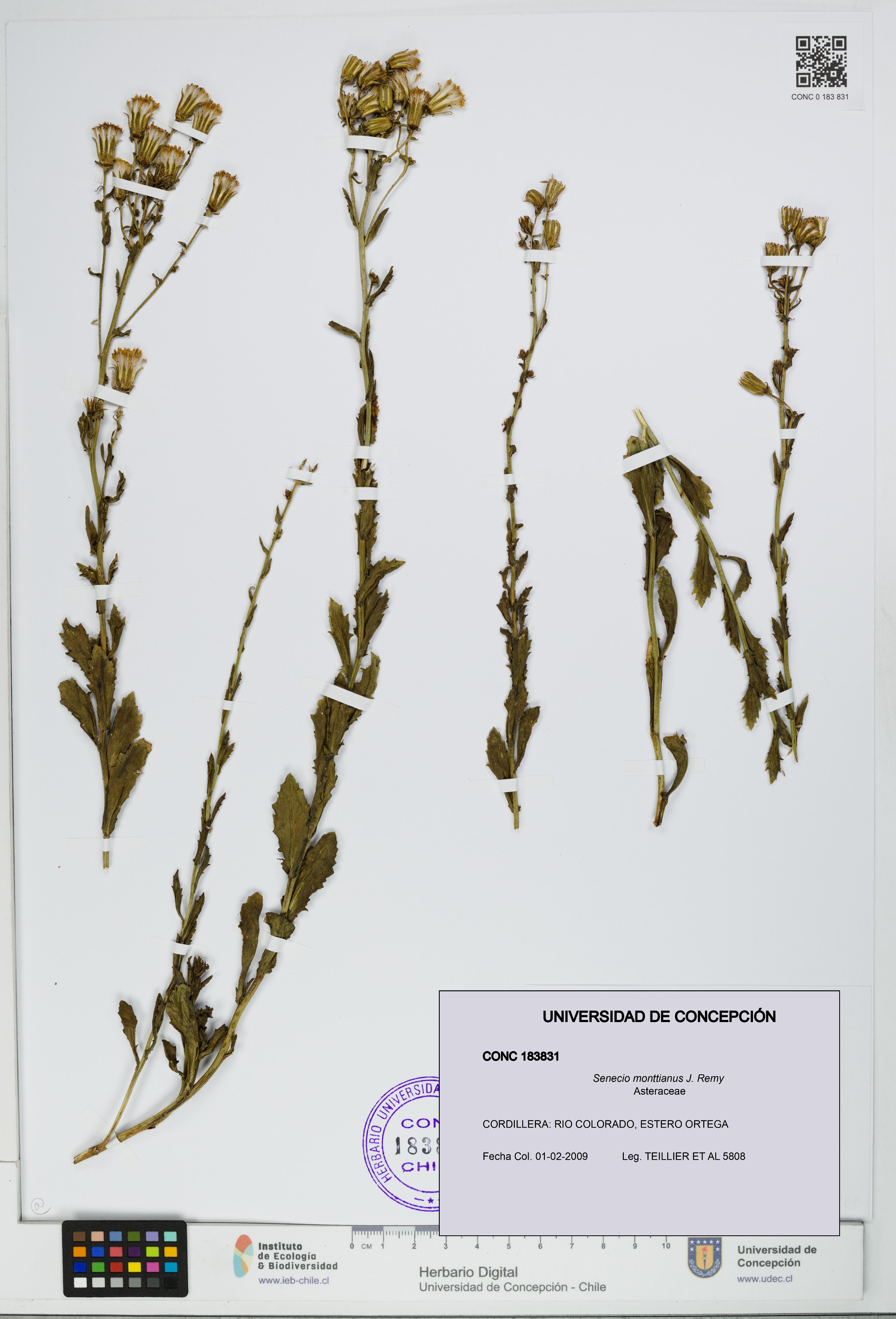 Senecio monttianus [Espécimen: UDEC:CONC:0183831]