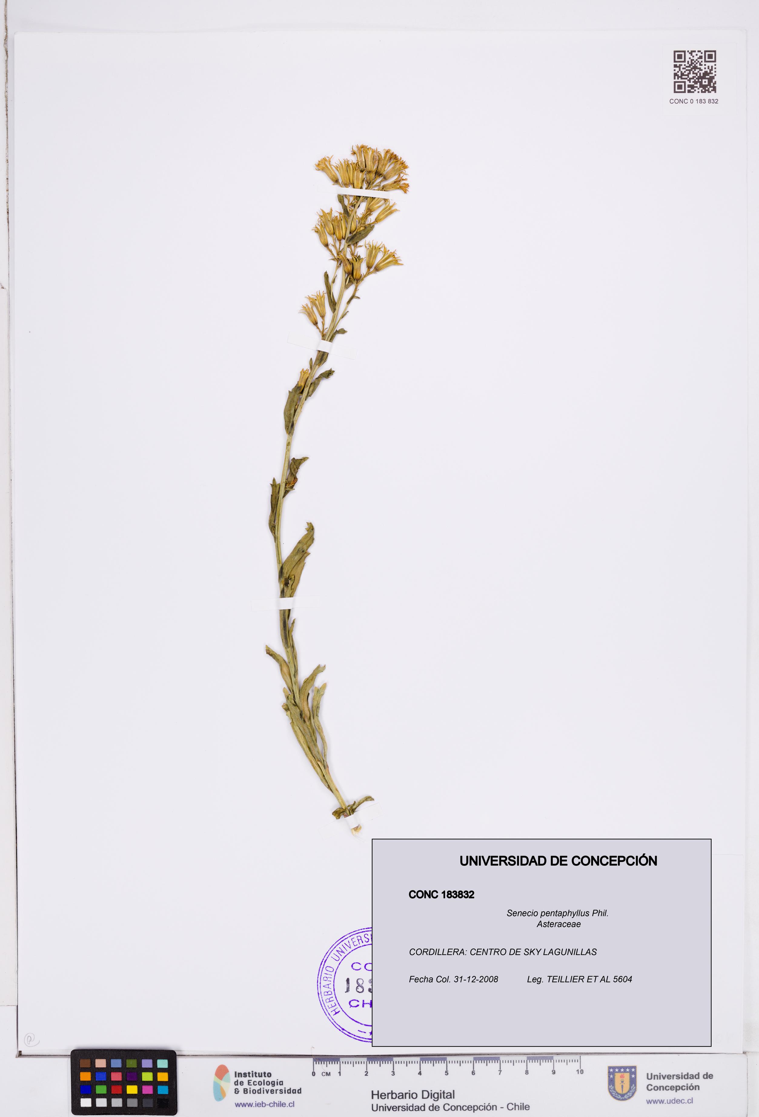 Senecio pentaphyllus [Espécimen: ]