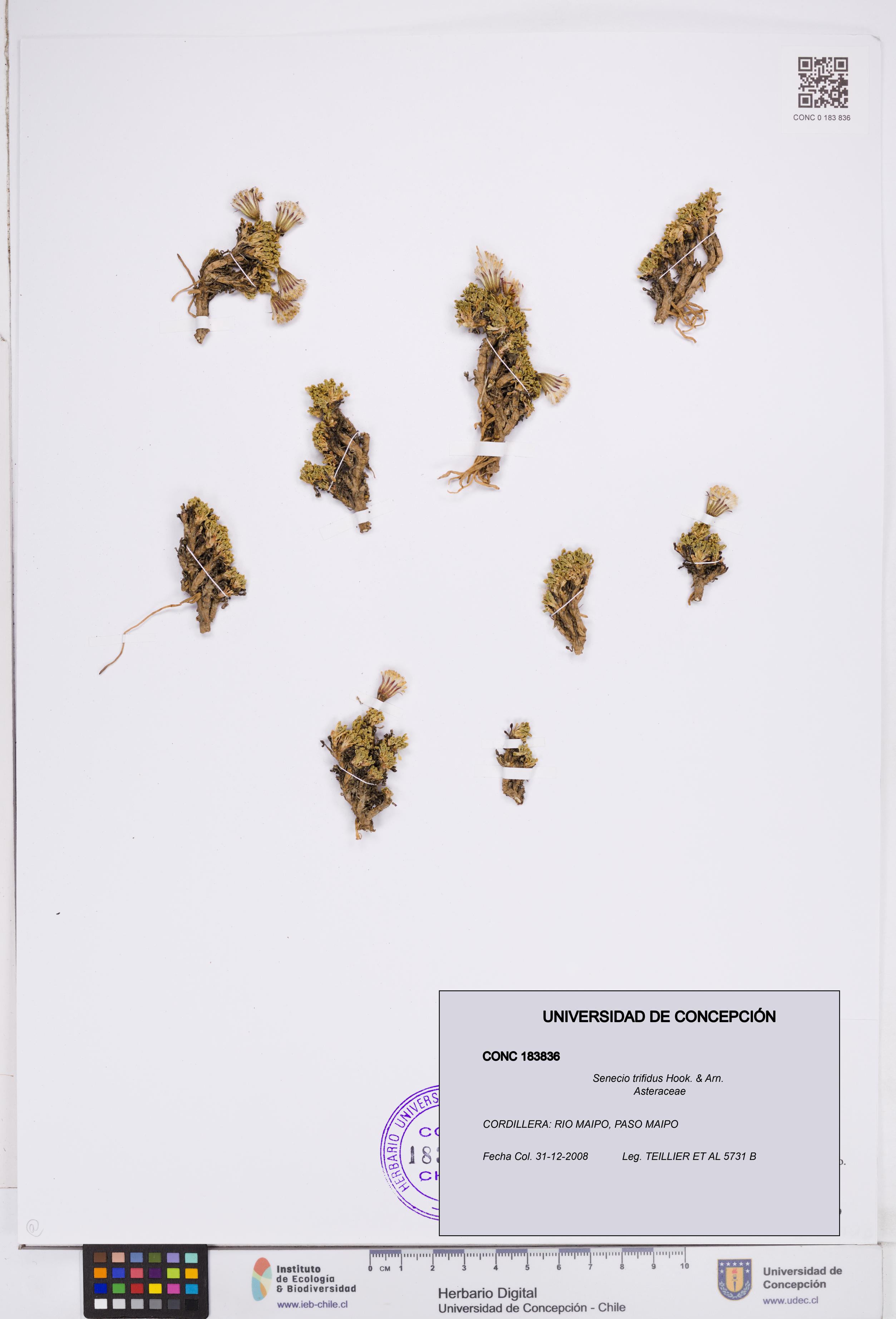 Senecio trifidus [Espécimen: ]