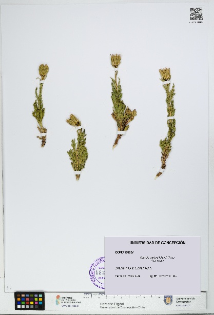 Senecio clarioneifolius [Espécimen: UDEC:CONC:0183837]