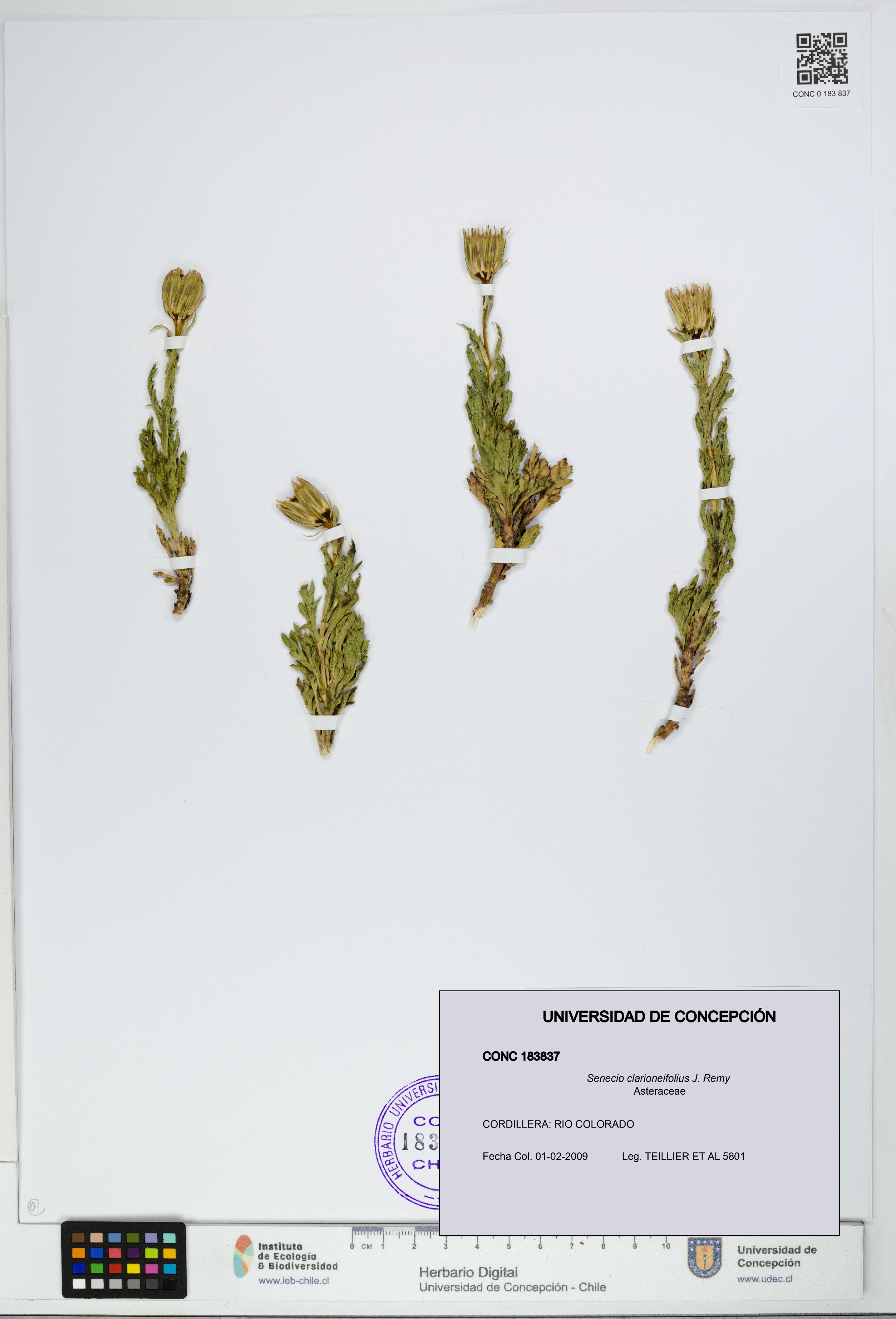 Senecio clarioneifolius [Espécimen: UDEC:CONC:0183837]