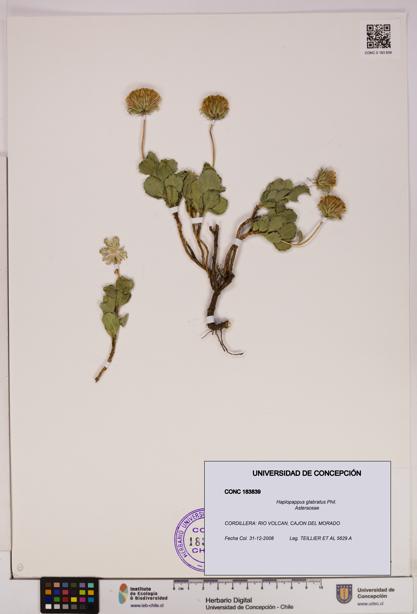 Haplopappus glabratus [Espécimen: UDEC:CONC:0183839]
