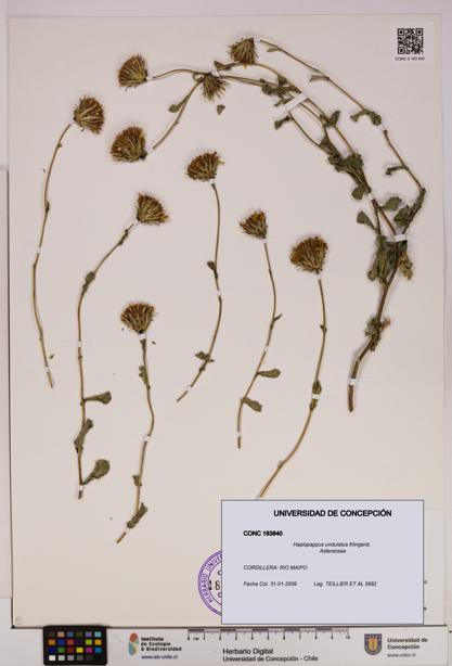 Haplopappus undulatus [Espécimen: UDEC:CONC:0183840]